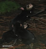 Tasman devils Conservation Park